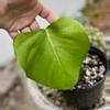 plant/Monstera Deliciousa Flat Top-1-thumbnail