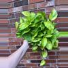 plant/Jessenia Pothos 8 inch basket-0-thumbnail