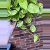 plant/Jessenia Pothos 8 inch basket-2-thumbnail