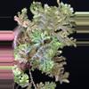 plant/Selaginella Willdenowii Variegated with stunning variegation and iridescent.-3-thumbnail