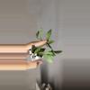 plant/Hoya 'Silver Lime' Lacunosa Unrooted-1-thumbnail