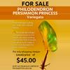 plant/Philodendron PERSIMMON PRINCESS-0-thumbnail