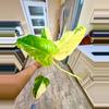 plant/Philodendron DOMESTICUM Variegata-2-thumbnail