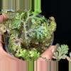 plant/Selaginella Willdenowii Variegated with stunning variegation and iridescent.-8-thumbnail
