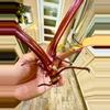 plant/Philodendron PERSIMMON PRINCESS-5-thumbnail