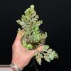 plant/Selaginella Willdenowii Variegated with stunning variegation and iridescent.-2-thumbnail