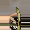 plant/Hoya Sigillatis Inner Variegated Rooted-2-thumbnail