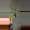 plant/Hoya Lacunosa 'Mr. Tent' Unrooted-1-thumbnail
