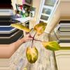 plant/Philodendron PERSIMMON PRINCESS-1-thumbnail