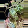 plant/Selaginella Willdenowii Variegated with stunning variegation and iridescent.-9-thumbnail