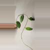 plant/Hoya sp. Vietnam Splash Unrooted-0-thumbnail