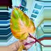 plant/Philodendron PERSIMMON PRINCESS-4-thumbnail