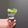 plant/Hoya polyneura silver #402-0-thumbnail