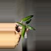 plant/Hoya Loei Province Unrooted-0-thumbnail