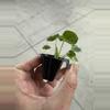plant/Alocasia London eye starter plant growers choice-7-thumbnail