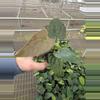 plant/Anthurium dressleri x guna yala starter plant growers choice-1-thumbnail