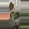 plant/Anthurium (RCxRG dress) x Delta Dawn-2-thumbnail