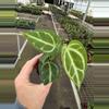 plant/Anthurium crackin veins x Magnificum starter plant growers choice-3-thumbnail