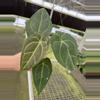 plant/Seed grown anthurium Xone x subsignatum starter plant growers choice-2-thumbnail