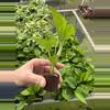 plant/Lemon top pothos starter plant growers choice-6-thumbnail