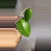 plant/Hoya WRX34-02 Densifolia x Verticillata Rooted w/ peduncle at base-0-thumbnail