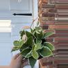 plant/Hoya krimson Queen-1-thumbnail
