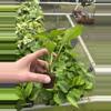 plant/Lemon top pothos starter plant growers choice-5-thumbnail