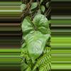 plant/Anthurium umbrosum RARE seedling-5-thumbnail