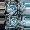 plant/Echeveria Runyonii Hybrid 3”-0-thumbnail