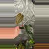 plant/Anthurium (RCxRG dress) x Delta Dawn-3-thumbnail