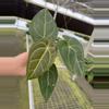 plant/Seed grown anthurium Xone x subsignatum starter plant growers choice-1-thumbnail