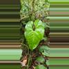 plant/Anthurium umbrosum RARE seedling-2-thumbnail