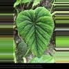 plant/🦄VERY RARE🦄 Anthurium Nutibarense  ☆2 Day shipping mandatory-4-thumbnail