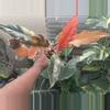 plant/High Variegated Caramel Marble-0-thumbnail