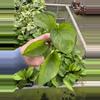 plant/Lemon top pothos starter plant growers choice-1-thumbnail