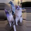 plant/Kitten Break!-0-thumbnail
