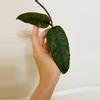 plant/#Hoya Sp Dabun Gelang Rutut002-0-thumbnail