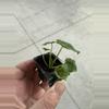 plant/Alocasia London eye starter plant growers choice-6-thumbnail