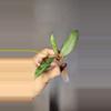 plant/Hoya Griffithii Silver Unrooted-0-thumbnail