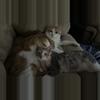 plant/Kitten Break!-1-thumbnail