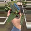 plant/Anthurium red vein dark phoenix X sweetheart 4” pot growers choice-3-thumbnail