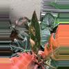 plant/High Variegated Caramel Marble-2-thumbnail