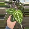 plant/Anthurium crackin veins x Magnificum starter plant growers choice-1-thumbnail