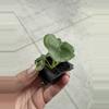 plant/Alocasia London eye starter plant growers choice-4-thumbnail