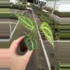 plant/Anthurium crackin veins x Magnificum starter plant growers choice-5-thumbnail