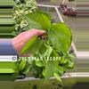 plant/Lemon top pothos starter plant growers choice-0-thumbnail