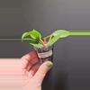 plant/Hoya polyneura #305-0-thumbnail