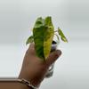 plant/High Variegated Billietiae-0-thumbnail