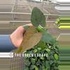 plant/Anthurium dressleri x guna yala starter plant growers choice-0-thumbnail