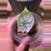 plant/Alocasia Silver Dragon Pups-0-thumbnail